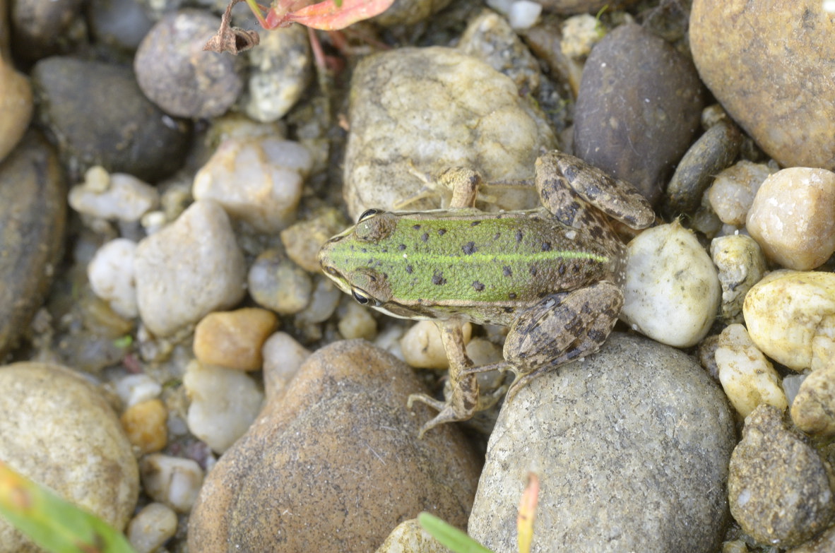 Rana da Identificare - Pelophylax sp., (prov. Cuneo)